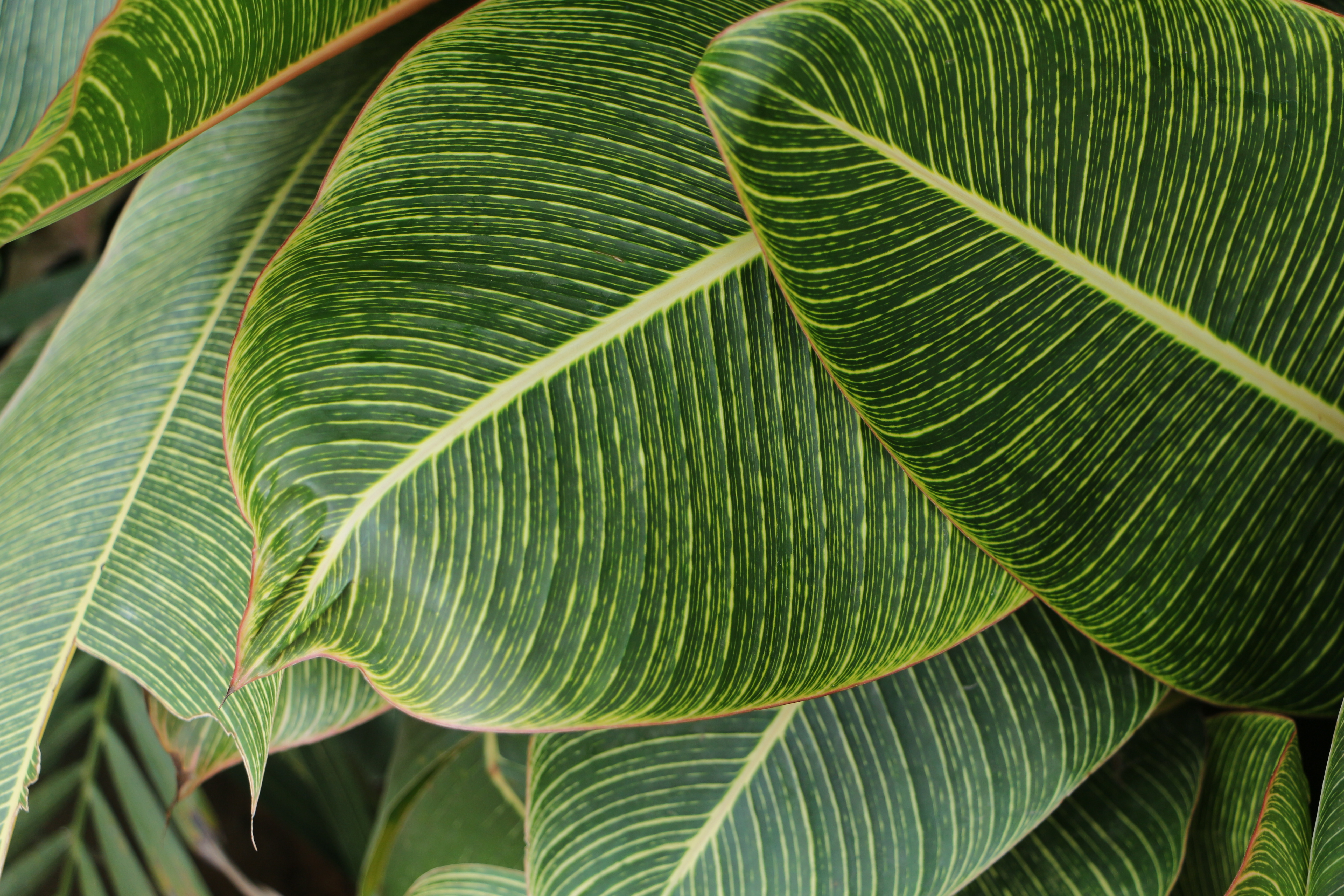 Canva - Close-Up Photography of Green Leaves