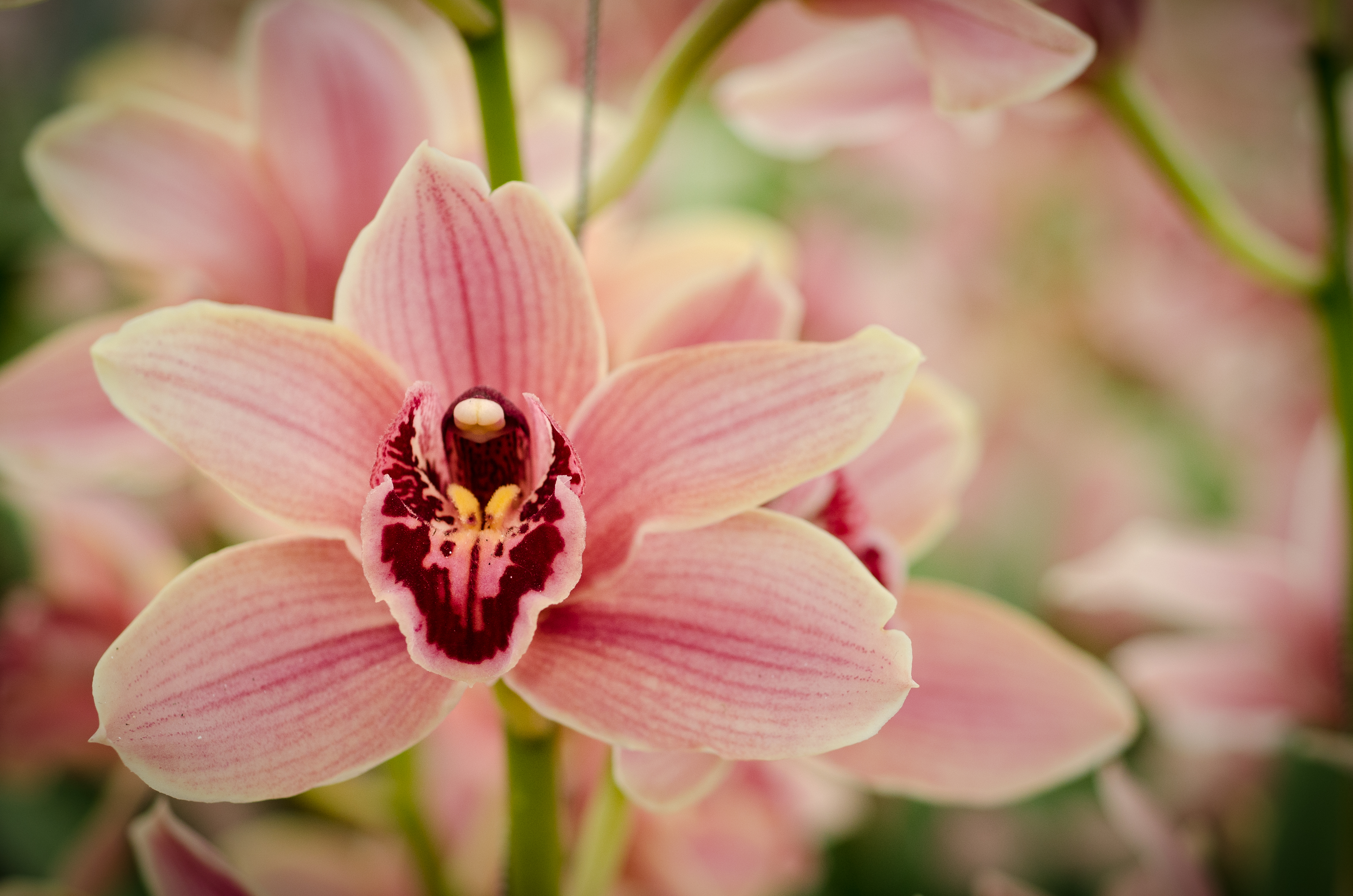 Canva - Pink Orchid Flowers