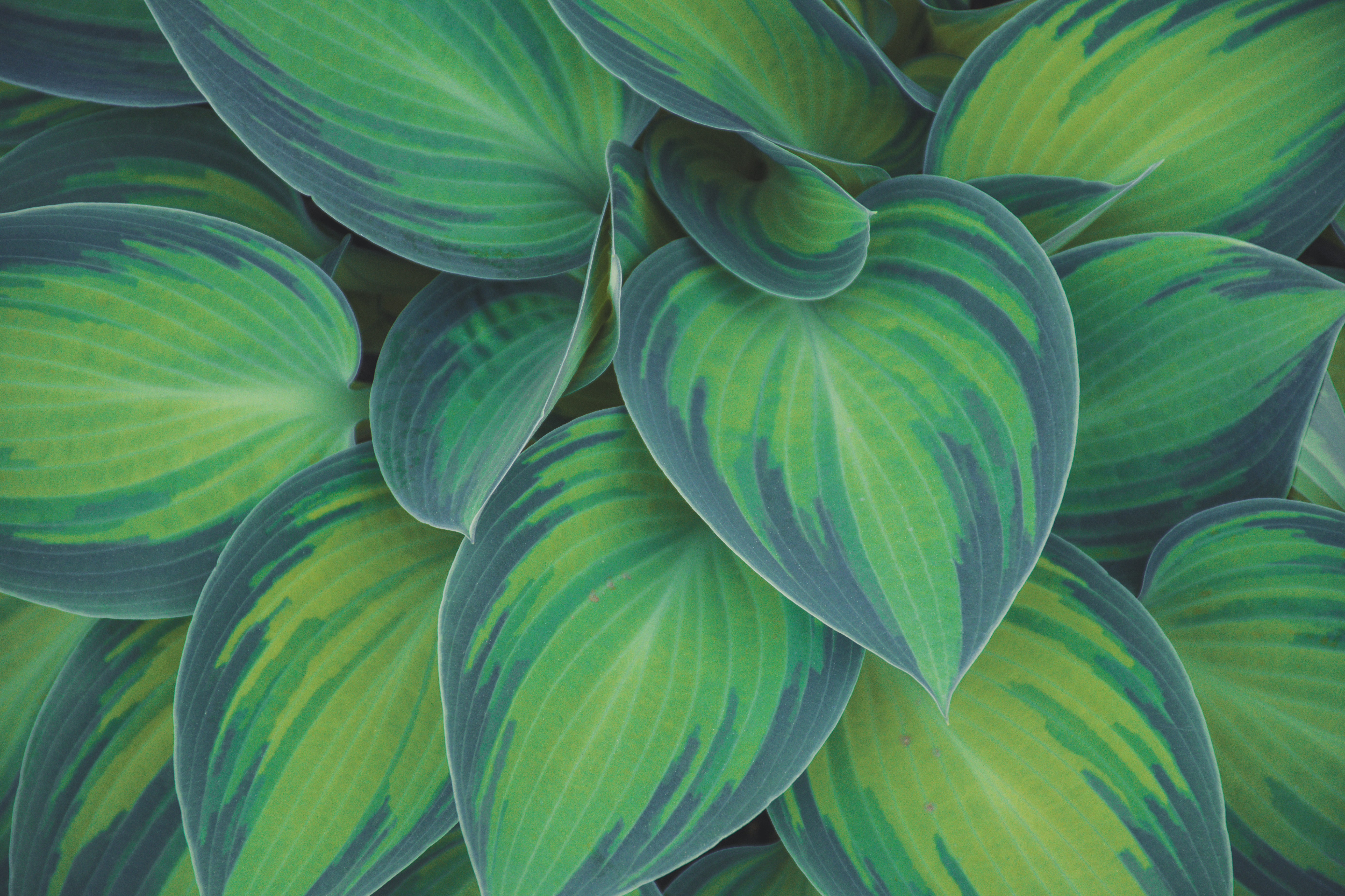 Canva - Green Leaf Plants